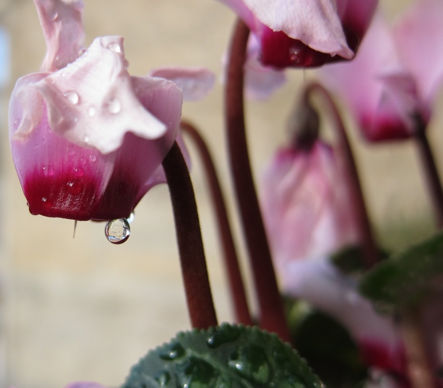 Lacrima di ciclamino